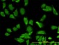 RPL36A Antibody (monoclonal) (M02)